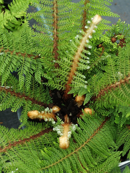 POLYSTICHUM SETIFERUM 'PROLIFERUM WOLLASTON'