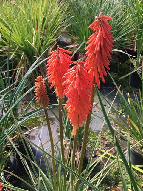 KNIPHOFIA 'CORAL SCEPTRE'