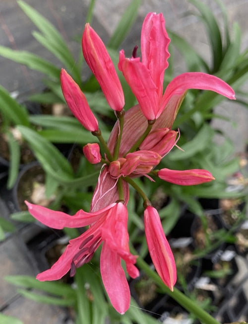 NERINE 'ROCK'