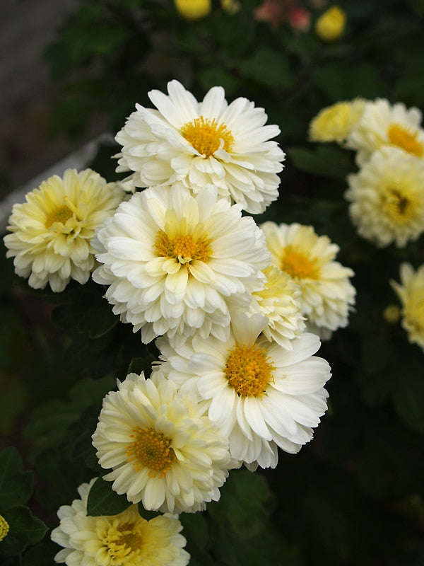 CHRYSANTHEMUM 'POESIE'