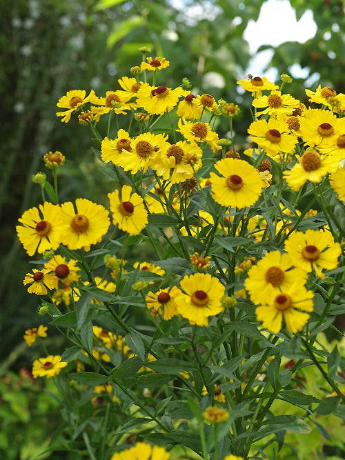 HELENIUM 'RIVERTON BEAUTY'