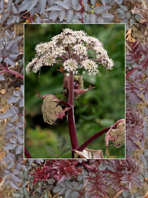 ANGELICA SYLVESTRIS 'EBONY'