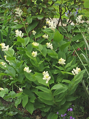 MAIANTHEMUM RACEMOSUM