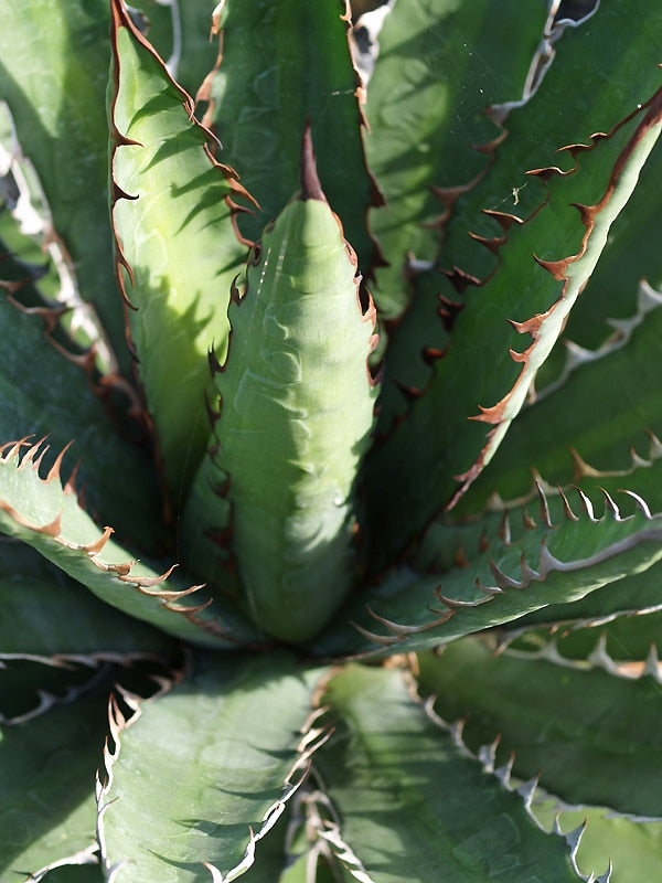 AGAVE LOPHANTHA CLONE 1