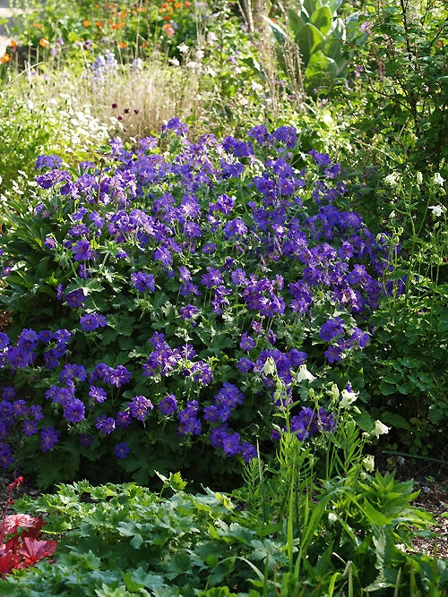 GERANIUM 'SABANI BLUE'