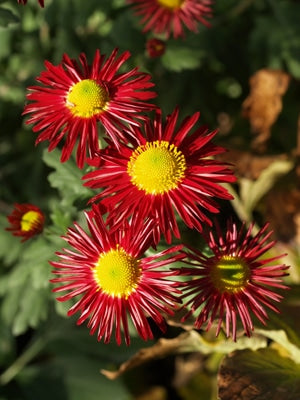 CHRYSANTHEMUM 'ROYAL COMMAND' 2