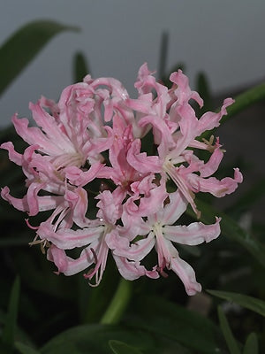 NERINE 'JUDITH'