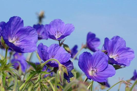 GERANIUM 'EUREKA BLUE'