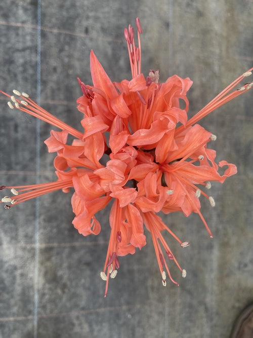 NERINE 'DRUID' x 'INCHMERRY KATE' x 'INCHMERRY KATE'