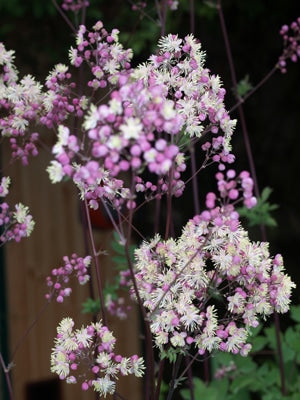 THALICTRUM 'ELIN'