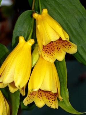 TRICYRTIS MACRANTHA subsp.MACRANTHOPSIS