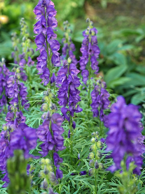 ACONITUM ANGLICUM