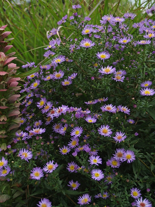 SYMPHYOTRICHUM 'NICHOLAS'