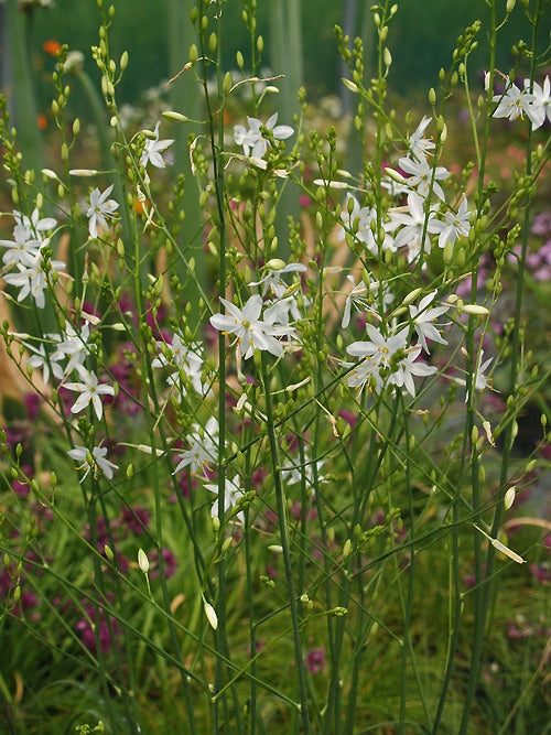 ANTHERICUM RAMOSUM