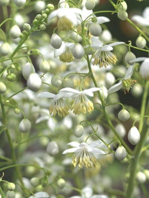 THALICTRUM DELAVAYI 'ALBUM'