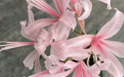 NERINE 'PENELOPE'