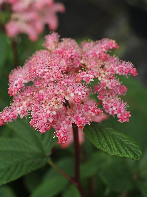 RODGERSIA PINNATA 'CHOCOLATE WING'