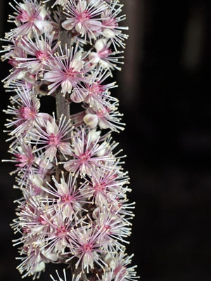 ACTAEA SIMPLEX 'PINK SPIKE'