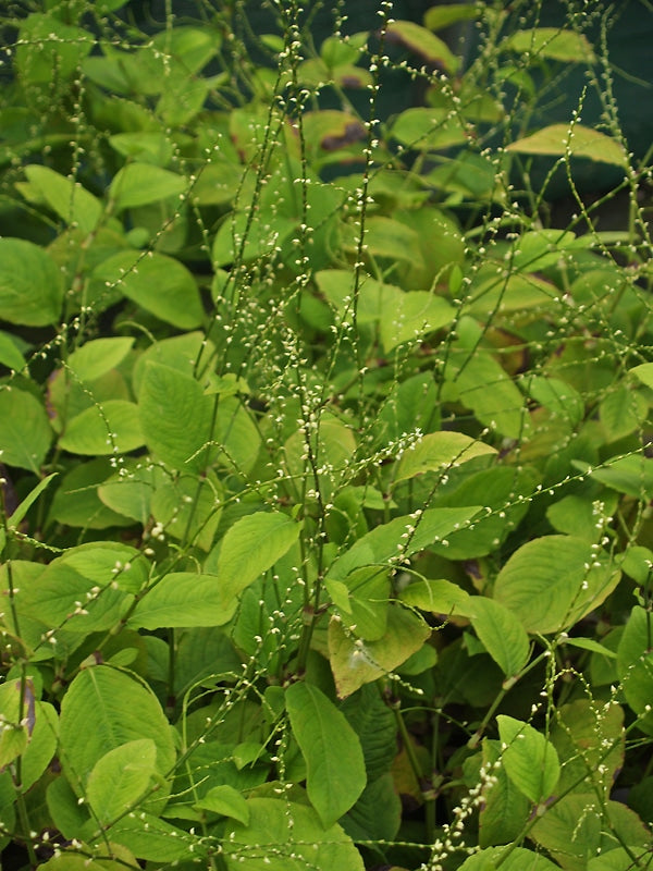 PERSICARIA VIRGINIANA var.FILIFORMIS 'BALLET'