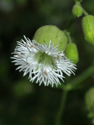 SILENE FIMBRIATA
