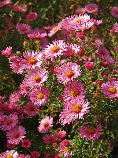 SYMPHYOTRICHUM NOVAE-ANGLIAE 'HARRINGTON'S PINK'