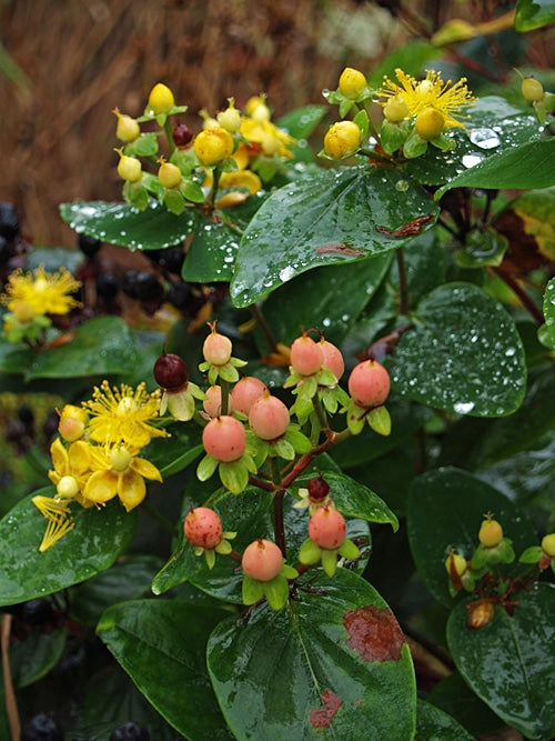 HYPERICUM 'ORANGE GEM'