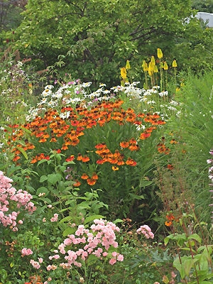 HELENIUM 'SAHIN'S EARLY FLOWERER'