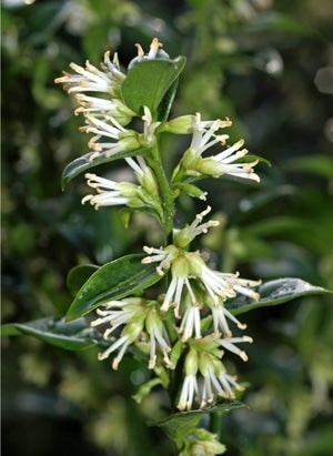 SARCOCOCCA CONFUSA