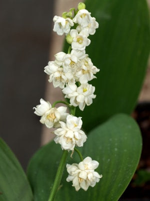 CONVALLARIA MAJALIS 'PROLIFICANS'