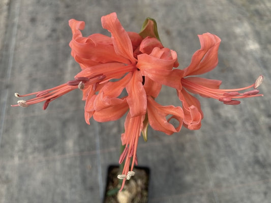 NERINE 'HAMBLEDON'