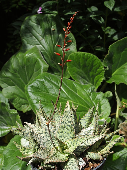 ALOE 'CLEOPATRA'