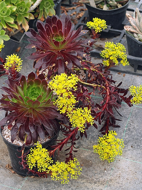 AEONIUM SIMSII x 'ZWARTKOP'