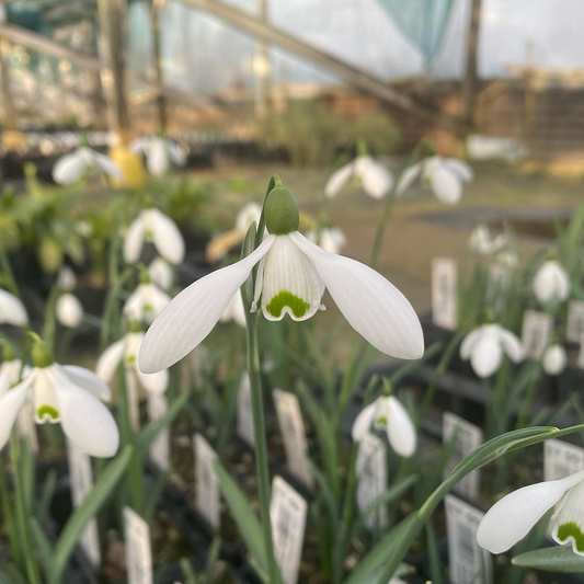 GALANTHUS 'BRENDA TROYLE'