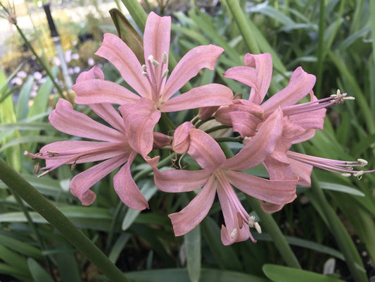NERINE 'SMOKEY 85'