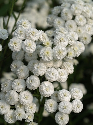 ACHILLEA PTARMICA 'PERRY'S WHITE'