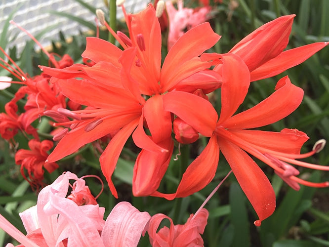 NERINE 'PEERESS'