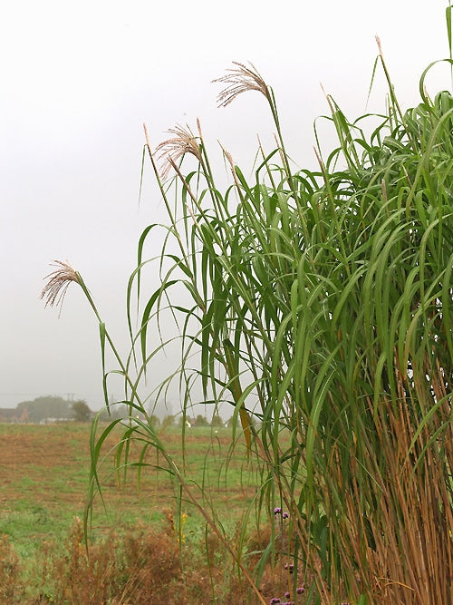 MISCANTHUS x GIGANTEUS