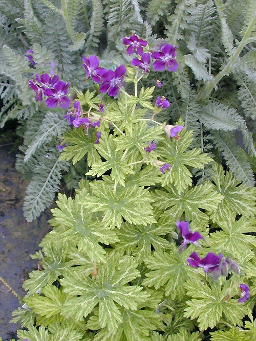 GERANIUM PHAEUM 'MARGARET WILSON'