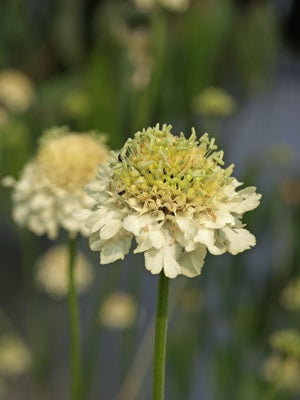 CEPHALARIA GIGANTEA