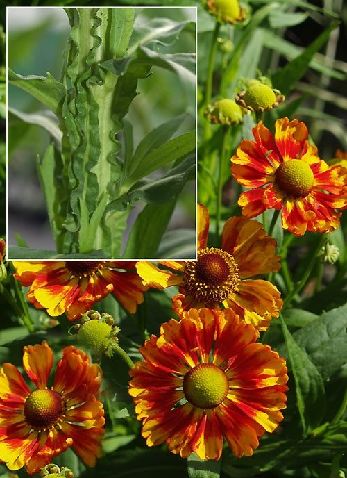 HELENIUM 'RAGAMUFFIN'