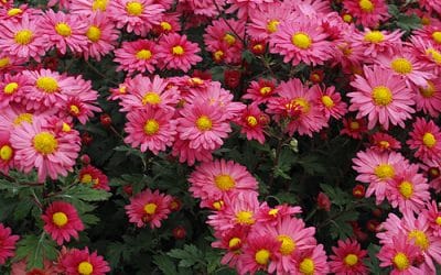 CHRYSANTHEMUM 'DULWICH PINK'