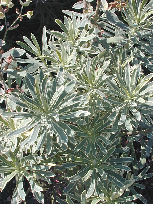 EUPHORBIA CHARACIAS 'SILVER SWAN'