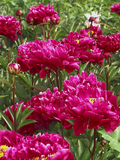 PAEONIA LACTIFLORA 'INSPECTEUR LAVERGNE'