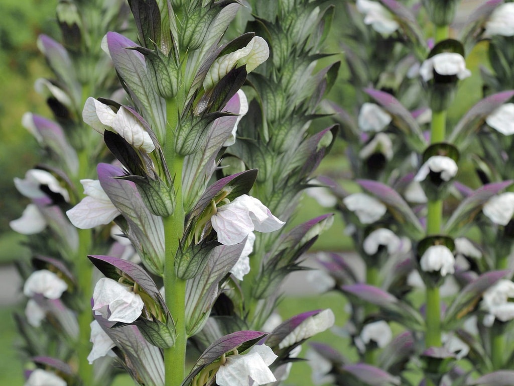 ACANTHUS HUNGARICUS 'WHITE LIPS'