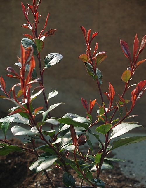 PHOTINIA x FRASERI LITTLE RED ROBIN