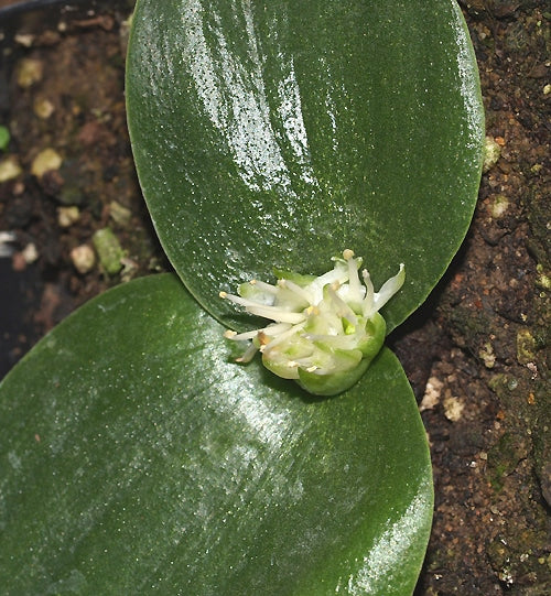 MASSONIA ECHINATA