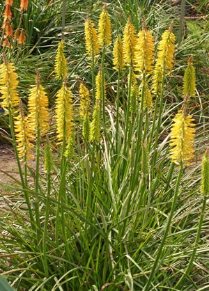 KNIPHOFIA 'GILT BRONZE'