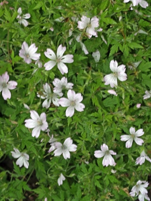 GERANIUM 'MARY MOTTRAM'