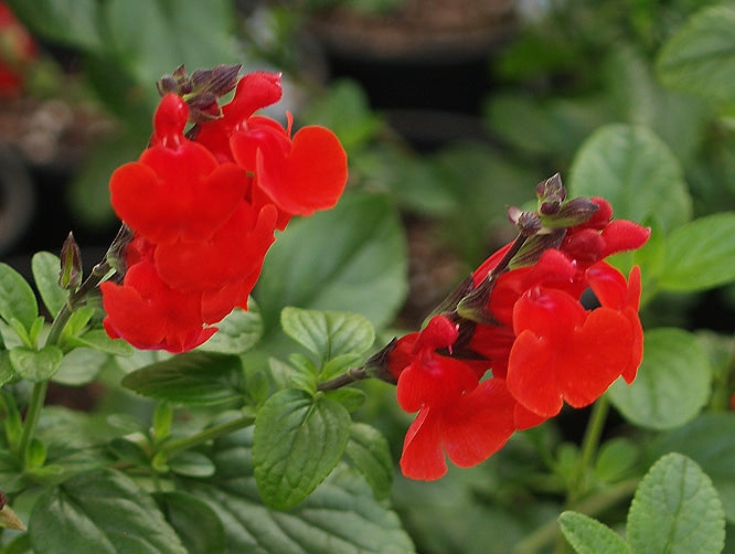 SALVIA 'ROYAL BUMBLE'