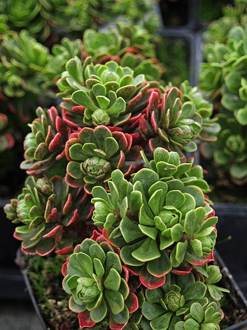 AEONIUM SPATHULATUM